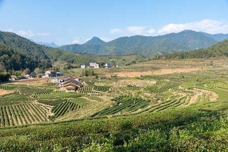 Tea tree flowers in the tea garden in the sunの写真素材