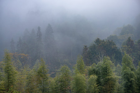 Tea mountain and forest in morning fog