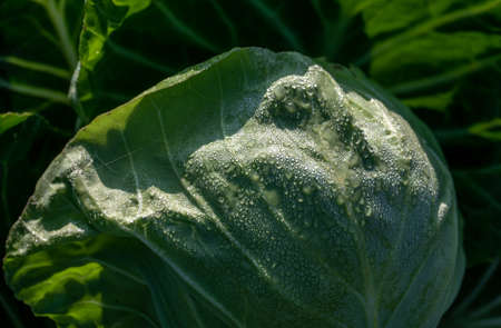 Dew on vegetable leaves in the sunの写真素材