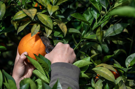 Touch the golden oranges on the green branches and leaves with your hands.