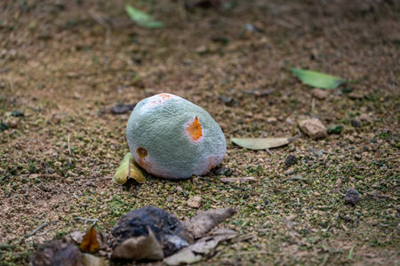 A rotten orange on the ground was covered with mold