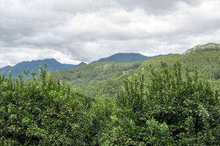 The orchard is full of green grapefruit treesの写真素材