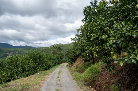 A road in the grapefruit orchard leads to the distance, next to a whole row of green grapefruit treesの写真素材