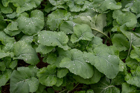 After the rain, the leaves of the vegetables in the vegetable field were covered with drops of waterの写真素材