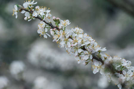The white plum blossoms on the branches of the plum tree in the orchard are in bloomの写真素材