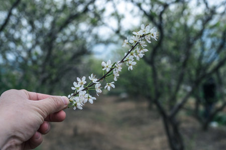 Among the plum trees, held a plum flower in the hand