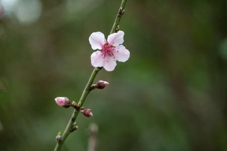 A peach tree has peach blossoms on its branches against a green backgroundの写真素材