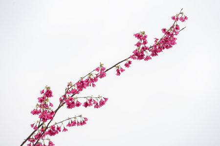 The red flowers are on a white backgroundの写真素材
