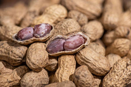 The peeled peanuts are placed among many peanutsの写真素材