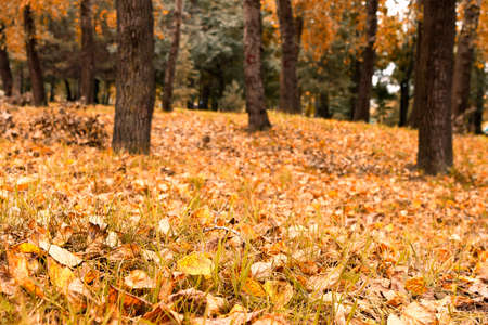 autumn in a forest の写真素材