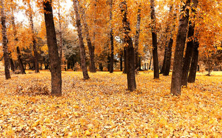 autumn in a forestの写真素材