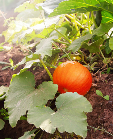 pumpkin for halloweenの写真素材