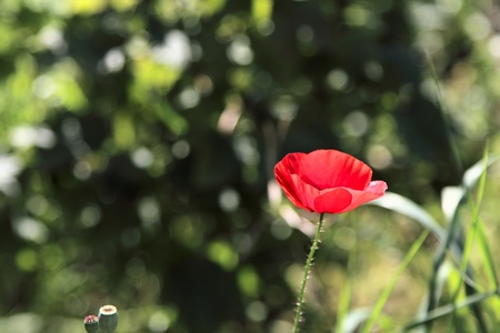 blooming poppyの写真素材