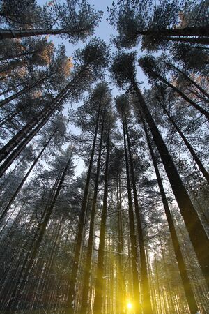pine forestの写真素材