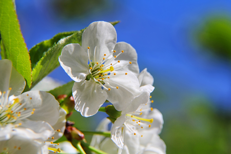 almond blossoms, Spring flowers. Natural backgroundの写真素材
