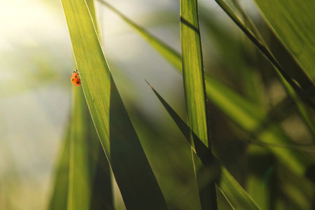Ladybug on green grass at summer close up. counter light. soft focus. natural backgroundの写真素材