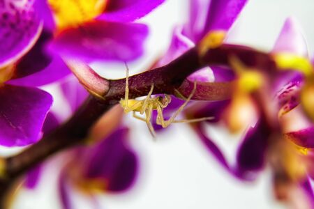 Macro image of orchid flower, captured with a small depth of field. floristic colorful abstract backgroundの写真素材