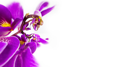 abstract image of rooster by orchid flower with a copy space Floristic colorful background. year of the rooster in the Chinese calendarの写真素材