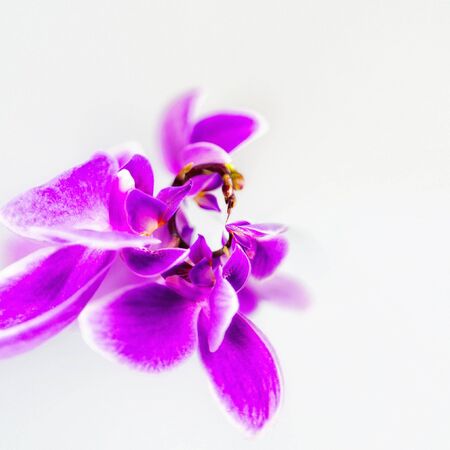 abstract image of rooster by orchid flower with a copy space Floristic colorful background. year of the rooster in the Chinese calendarの写真素材