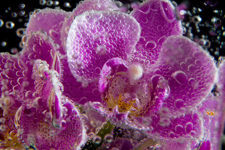 orchids in soda water with bubbles close up on black background. abstract compositionの写真素材