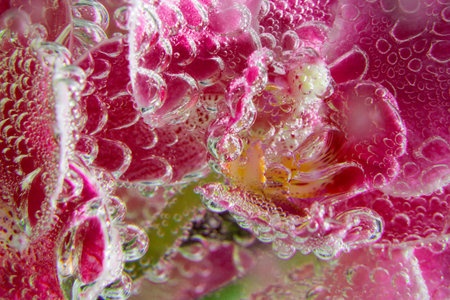 orchids in soda water with bubbles close up on black background. abstract compositionの写真素材
