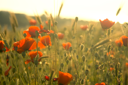 Summer field with flowers. Soft focus natural backgroundの写真素材