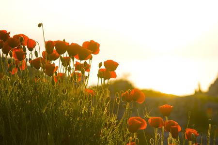 Summer field with flowers. Soft focus natural backgroundの写真素材