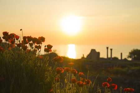 Summer field with flowers. Soft focus natural backgroundの写真素材