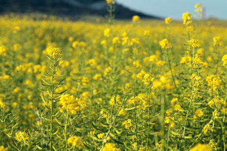Summer field with flowers. Soft focus natural backgroundの写真素材
