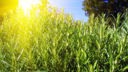 Rosemary plant in natureの写真素材