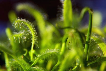 Beautiful sundew (drosera) catching and eating mosquitoの写真素材