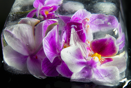 Macro image of orchid flower in ice, taken with a small depth of field. Floristic colorful abstract backgroundの写真素材