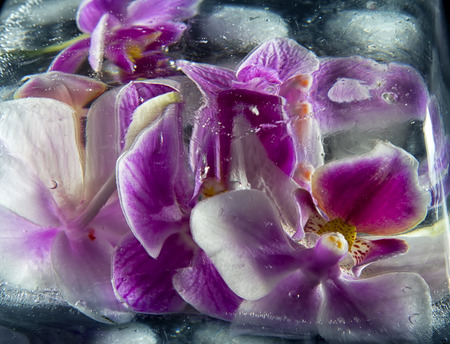 Macro image of orchid flower in ice, taken with a small depth of field. Floristic colorful abstract backgroundの写真素材