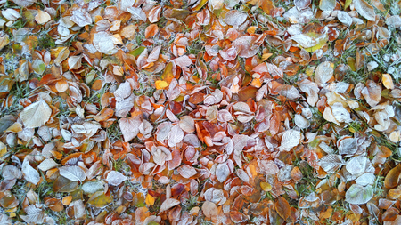Colorful autumn leaves on the ground in park. season nature backgroundの写真素材