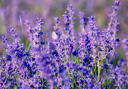 Butterfly on lavender flowers in the meadowの写真素材
