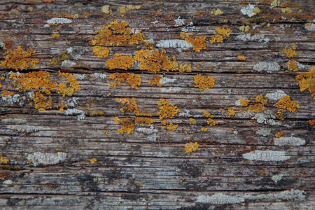 Old wood. Wooden texture. Abstract natural backgroundの写真素材