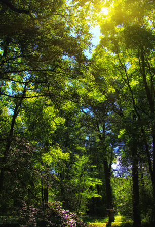 Summer forest landscapeの写真素材