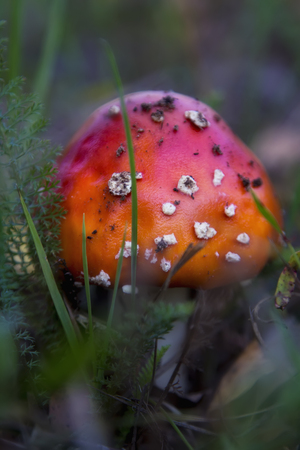 Beautiful mushroom in the forest. Amanita Muscaria, poisonous mushroom. Natural compositionの写真素材