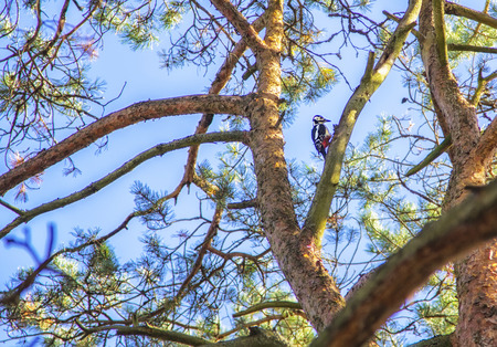Woodpecker on a pine in forest. Natural composition.の写真素材