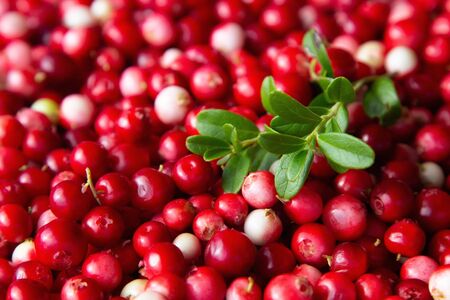 Fresh ripe  lingonberry (cowberry , partridgeberry, foxberry) in clay bowl on rustic wooden table top viewの写真素材