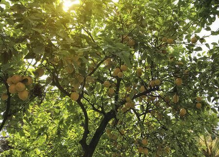 lemon tree at seville gardenの写真素材
