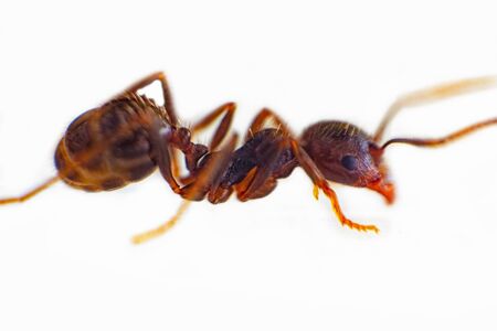 ant on a white background. Messor structor on the plate. Ants of the species Messor - vegetarian They get protein from the seeds of meadow plantsの写真素材