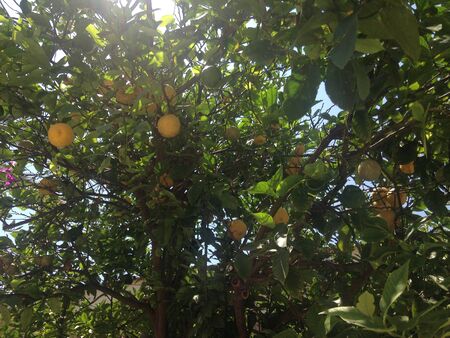lemon tree at seville gardenの写真素材