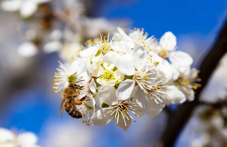 Young plum flowers and bright blue sky in early spring season. Natural compositionの写真素材