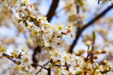 Young plum flowers and bright blue sky in early spring season. Natural compositionの写真素材