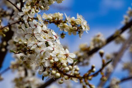 Young plum flowers and bright blue sky in early spring season. Natural compositionの写真素材
