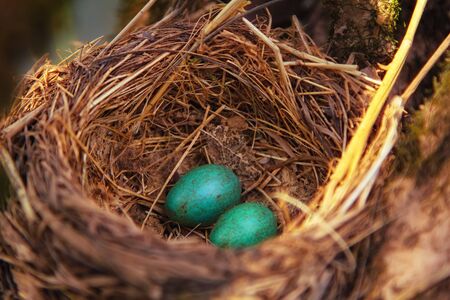 mavis songbird, Turdus philomelos nest with eggs. In spring, songbirds build nests and hatch chicks.の写真素材