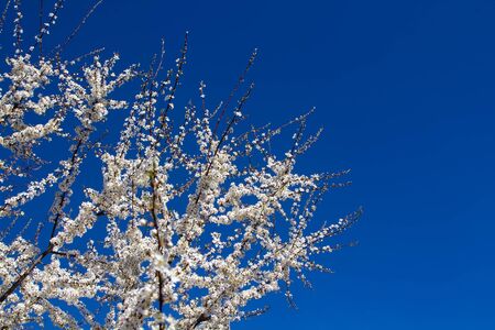 Young plum flowers and bright blue sky in early spring season. Natural compositionの写真素材