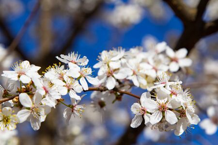 Young plum flowers and bright blue sky in early spring season. Natural compositionの写真素材