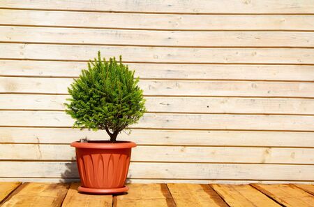 Scandinavian comfort. Wooden porch, Spruce in a pot. Hyugge conceptの写真素材